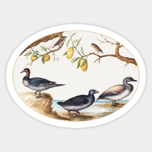 Three Waterfowl with Two Birds Perched in Citrus Trees (1575–1580) Sticker